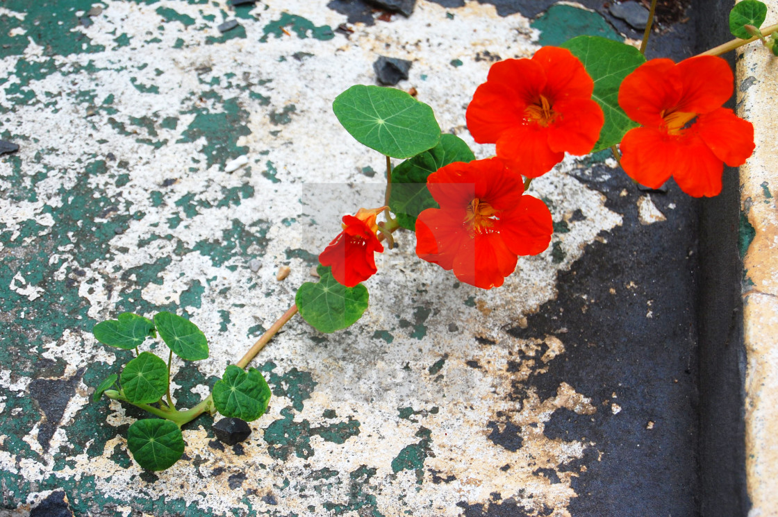 "Nasturtium" stock image