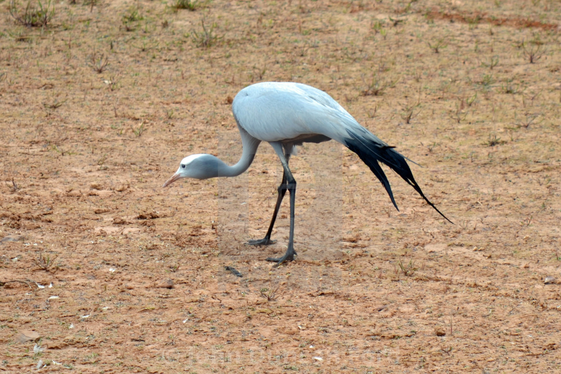 "Foraging Blue Crane" stock image