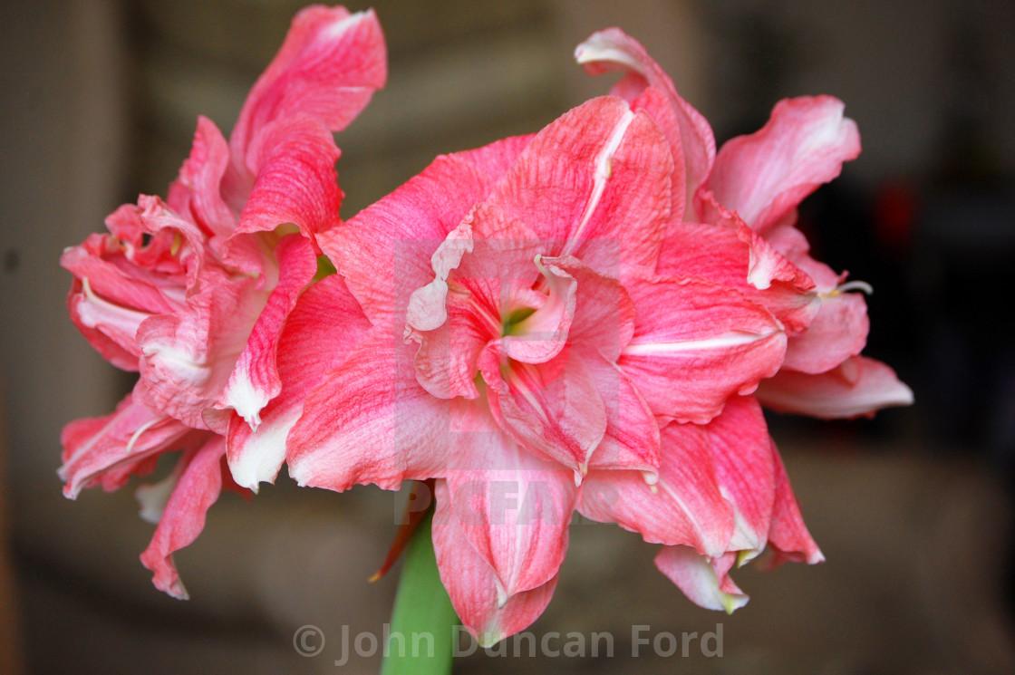 "Amaryllis" stock image