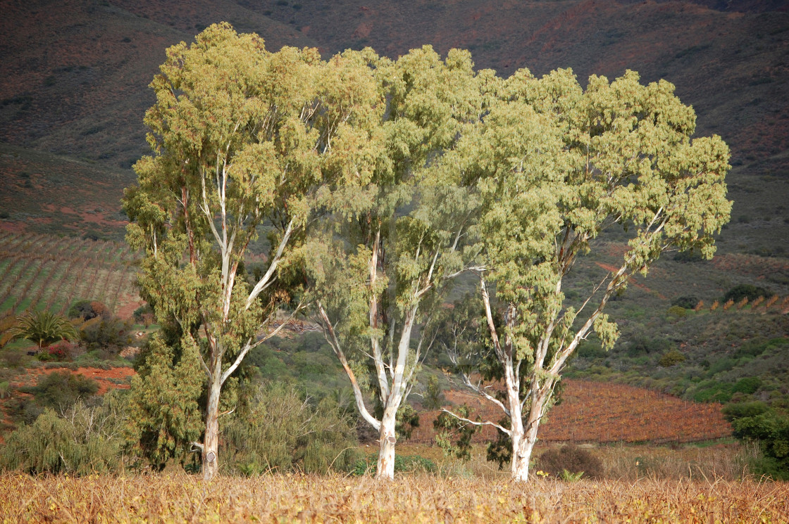 "Bluegums" stock image