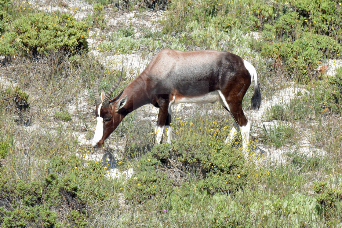 "Grazing Bontebok" stock image