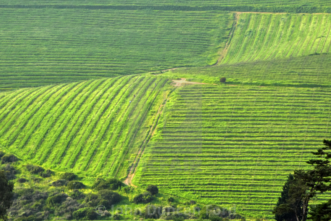 "Durbanville Vineyards" stock image