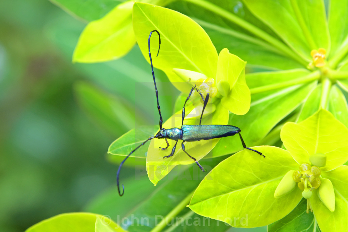 "Common Metallic Longhorn Beetle (Promeces longipes)" stock image