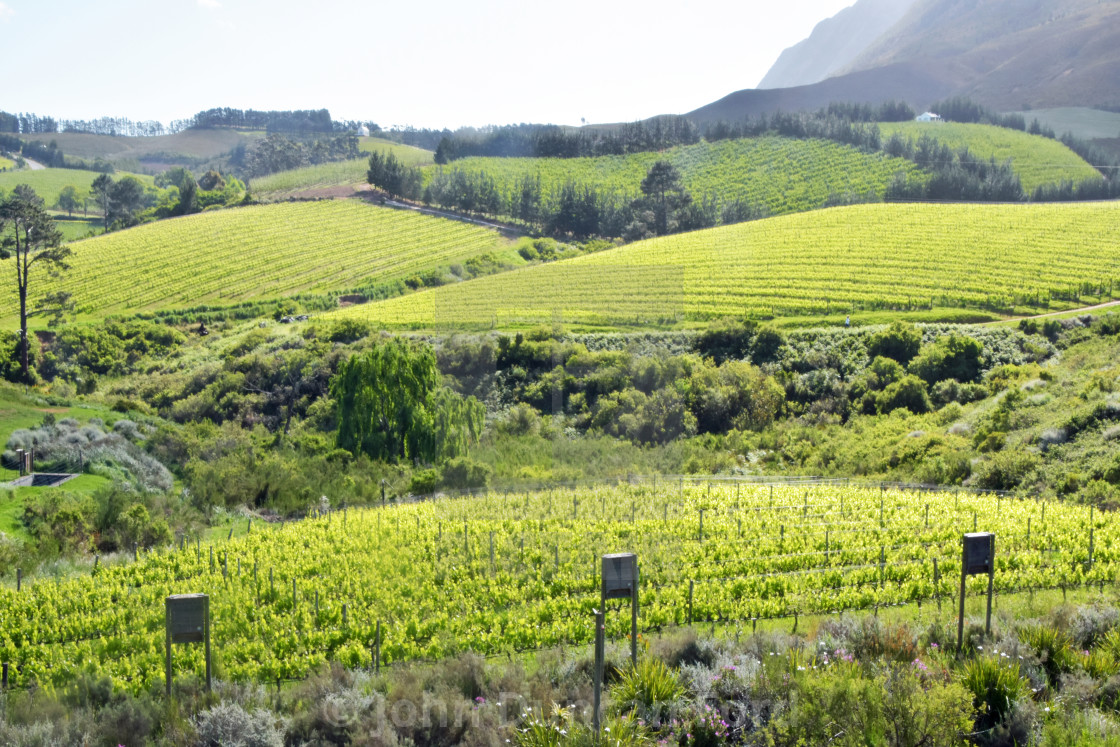 "Green vineyards" stock image