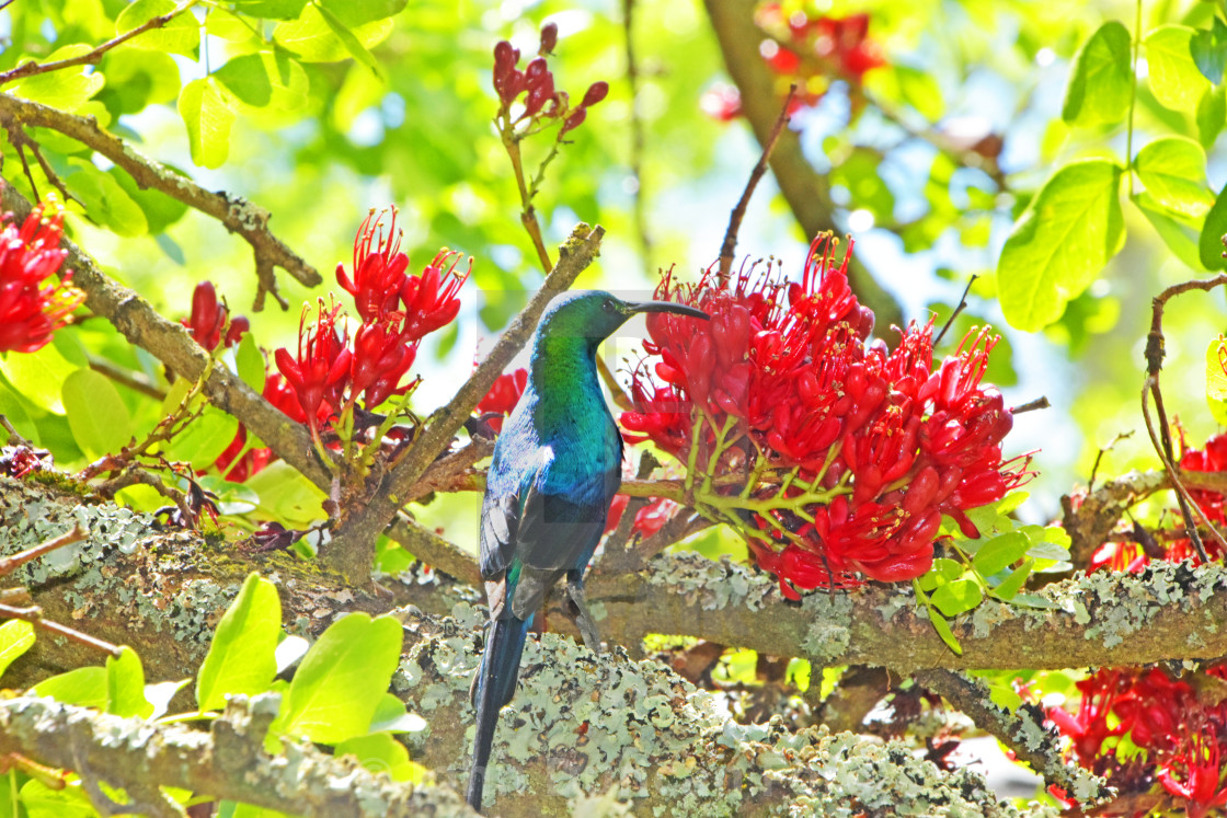 "Malachite Sunbird with red blossoms" stock image