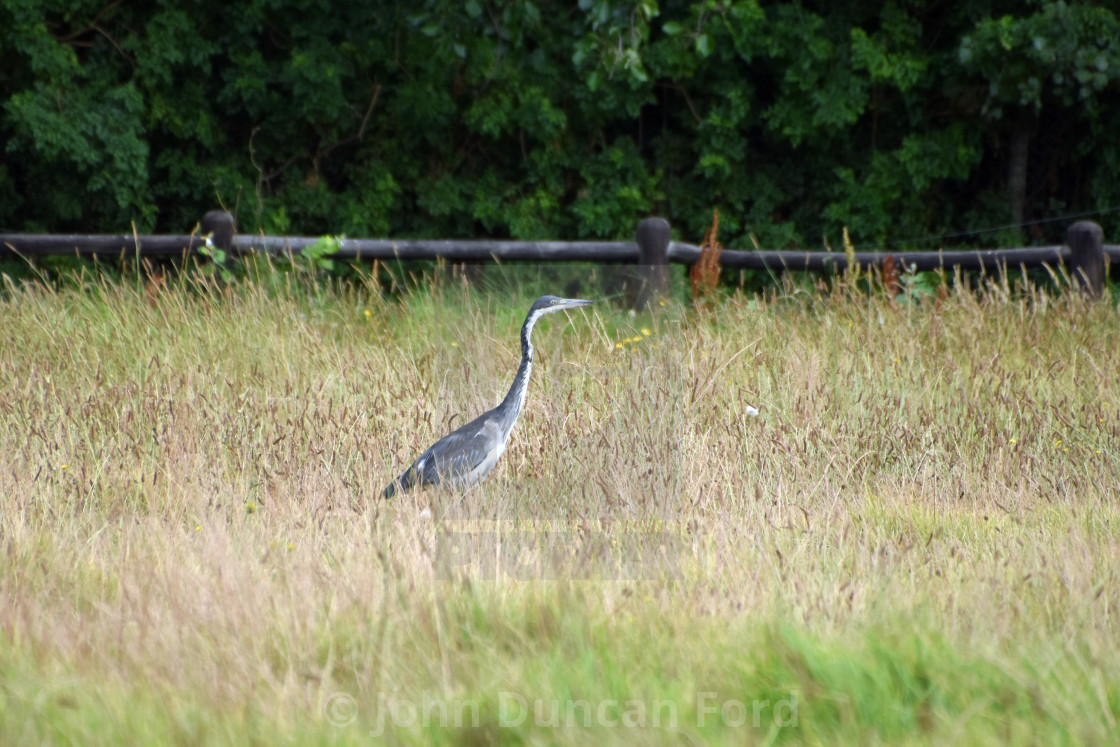 "Hunting Heron" stock image