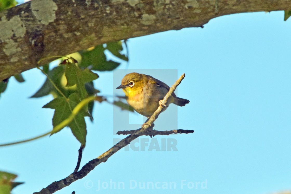 "Cape white-eye" stock image