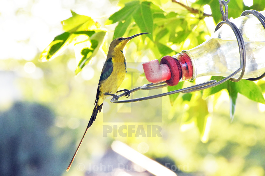 "Long-tailed Malachite sunbird hen at feeder bottle" stock image