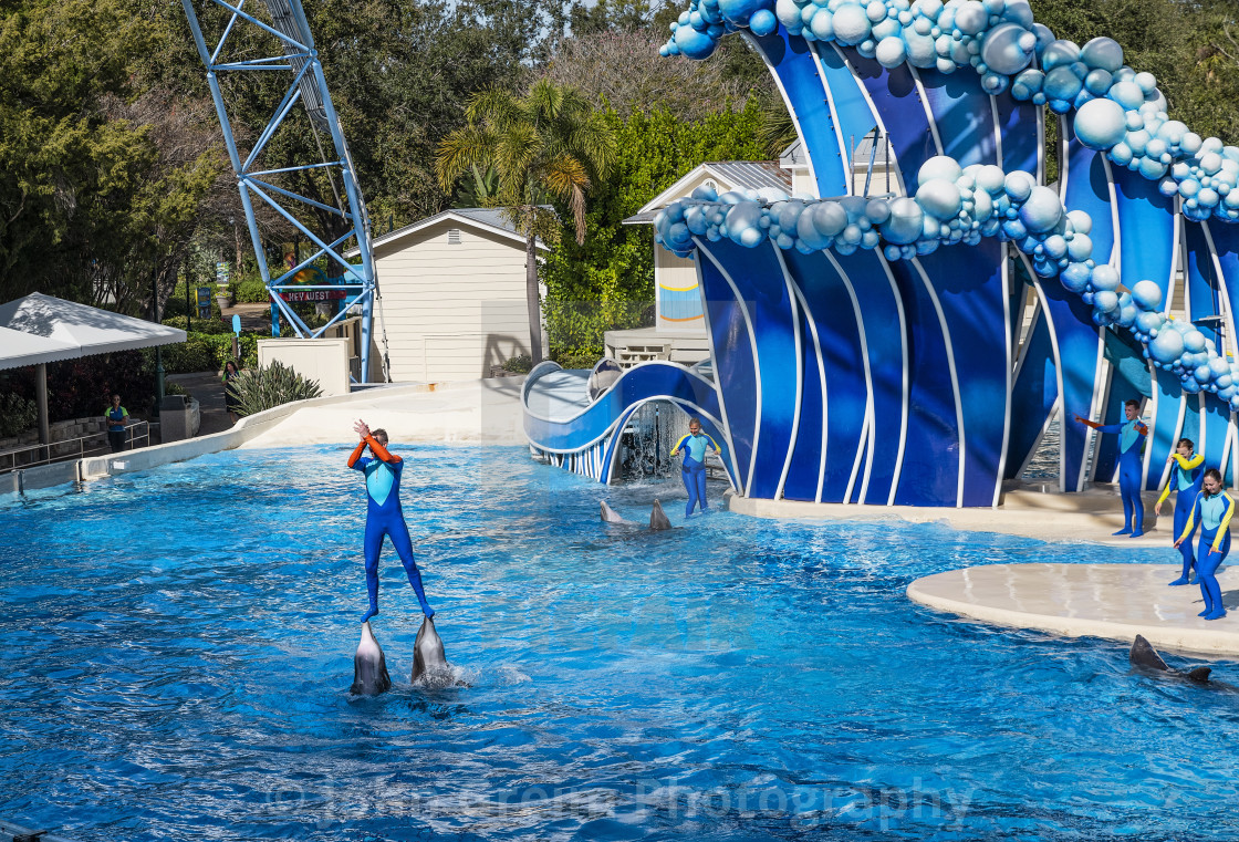 "The Dolphin Show at Seaworld, Orlando, Florida" stock image