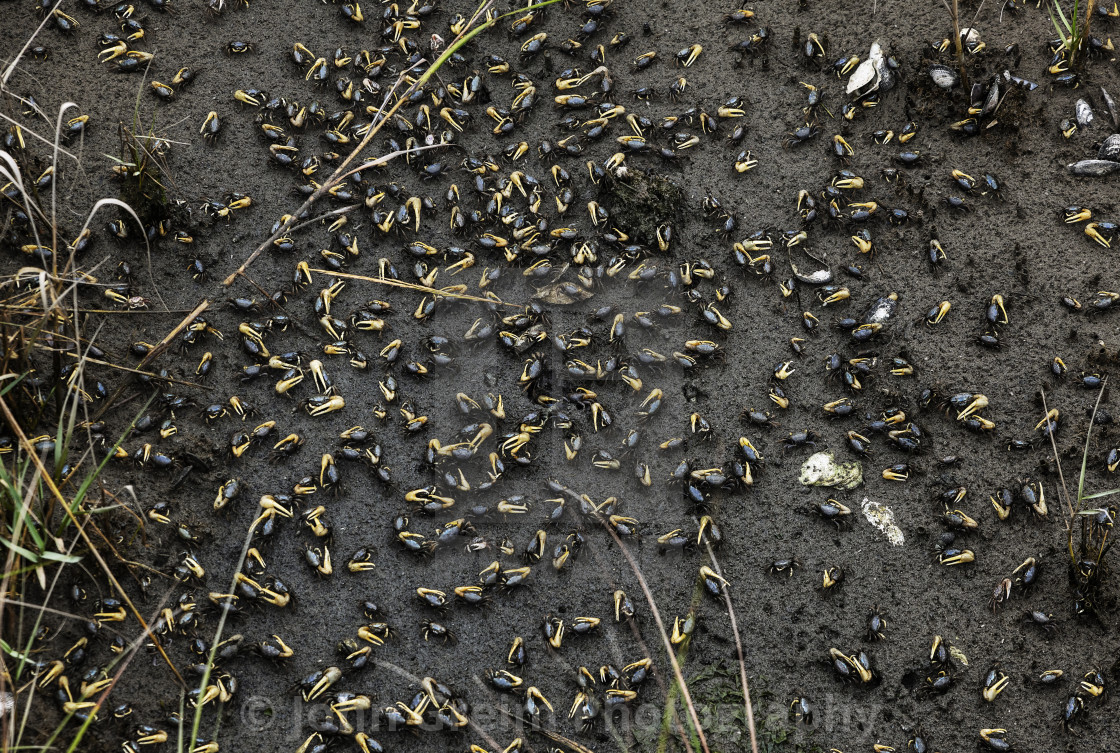 "Large community of Fiddler crabs" stock image