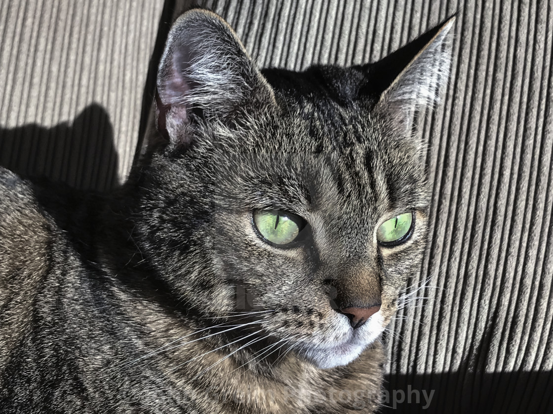 "Portrait of tabby cat with green eyes" stock image