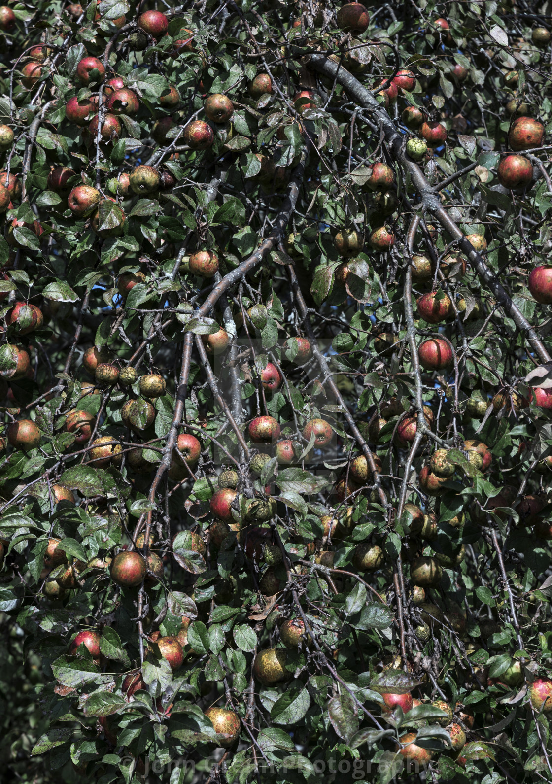 "Apple orchard ready for harvest" stock image