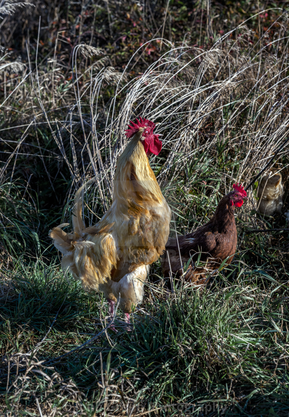 "Healthy free-range chickens" stock image