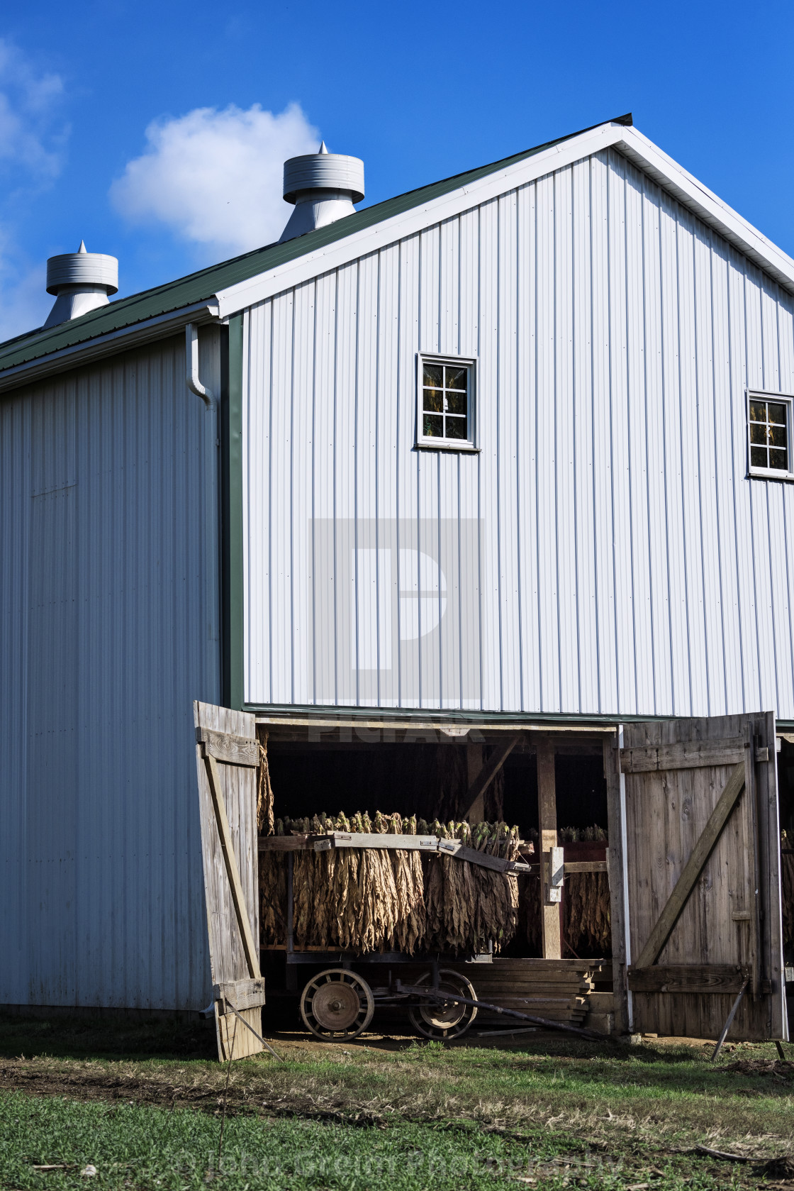 "Tobacco leaves drying in an Amish barn" stock image