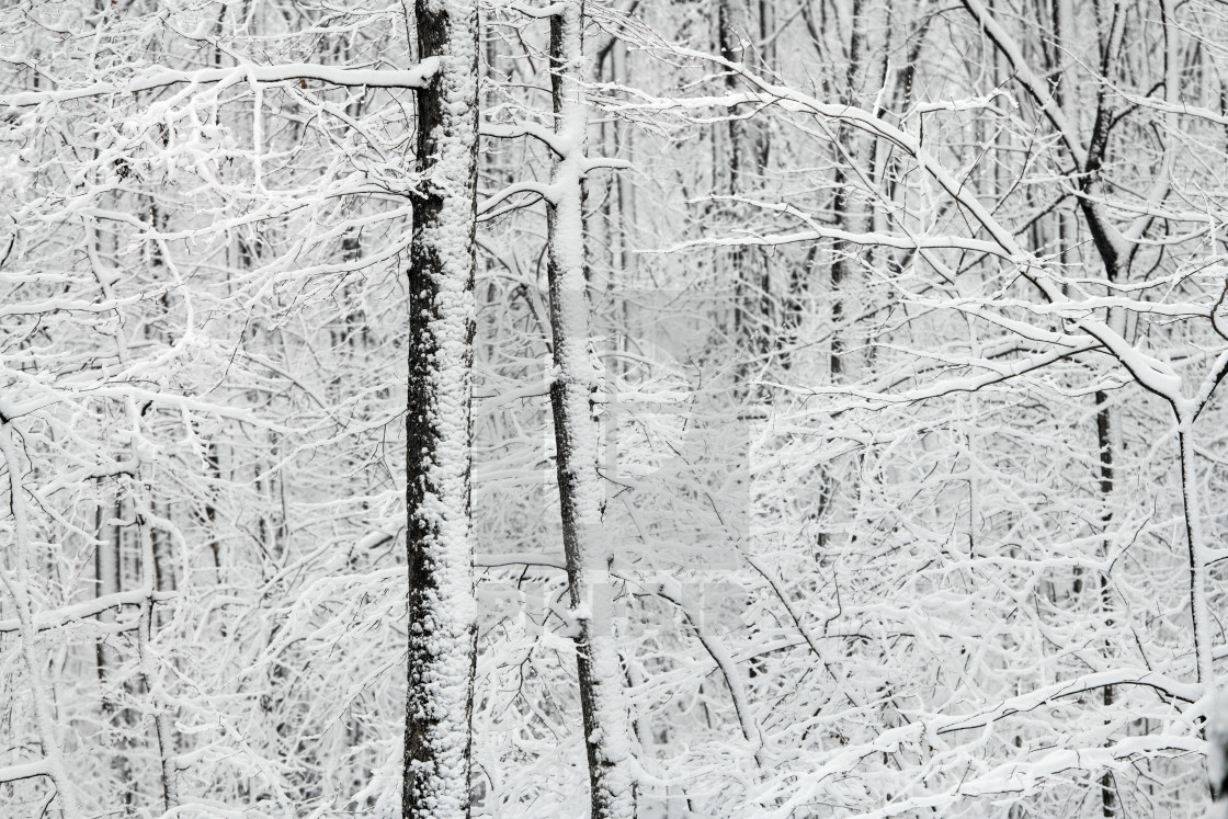 "Woodland snow scenic" stock image