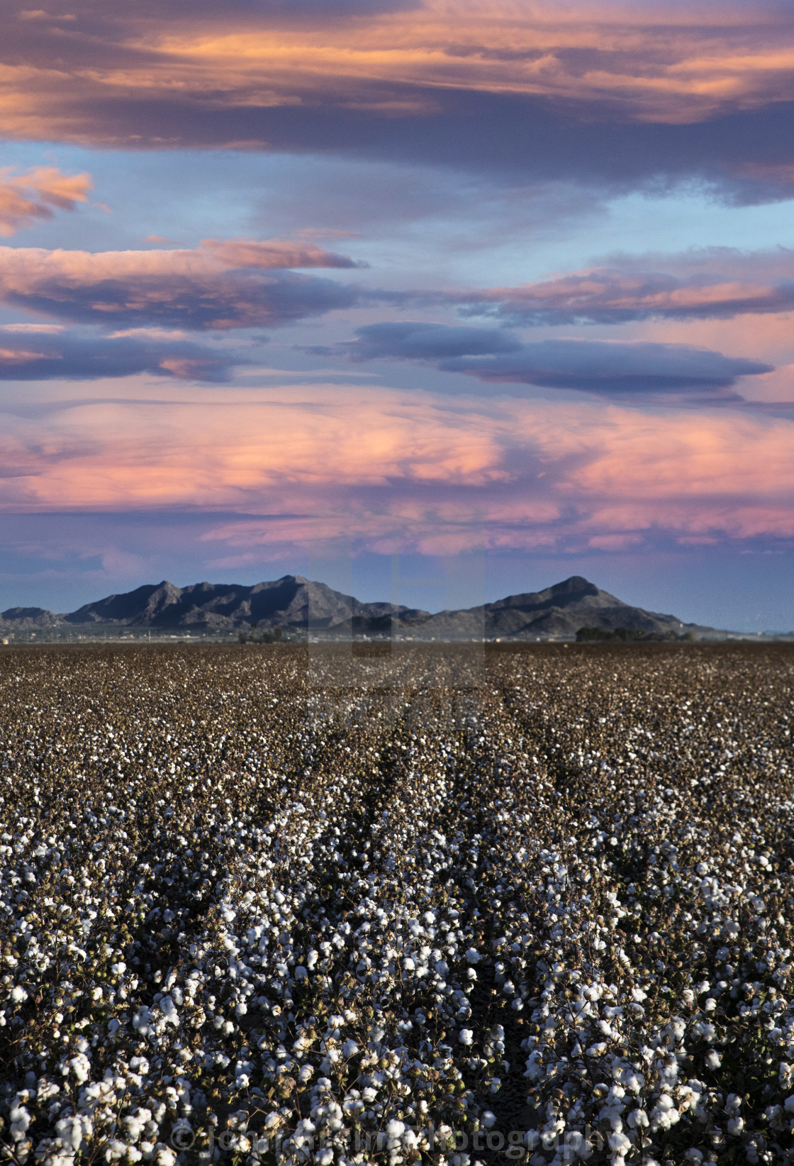 "Cotton field, Arizona, USA" stock image