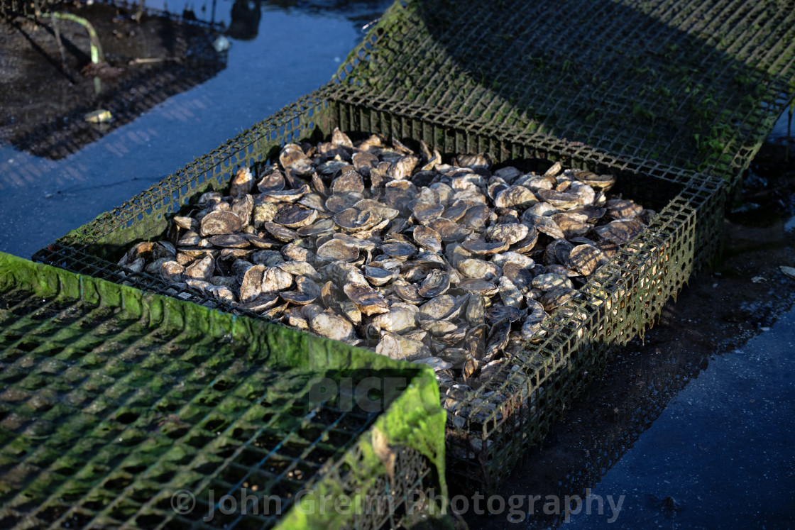 "Mature oysters ready for harvest, Cape Cod" stock image