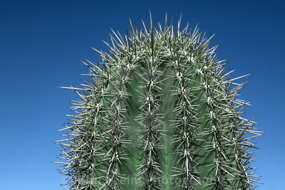 "Saguaro Cactus detail, Arizona, USA" stock image