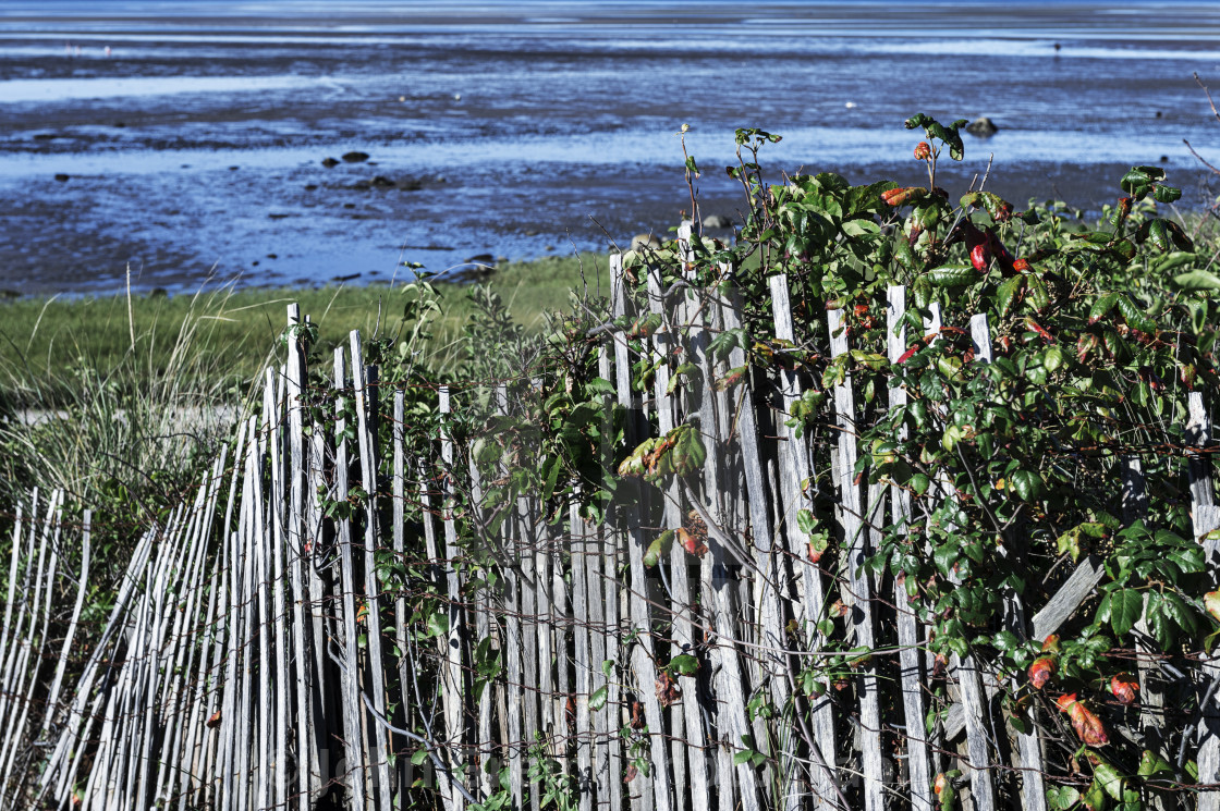 "Rustic wind fence along beach path" stock image