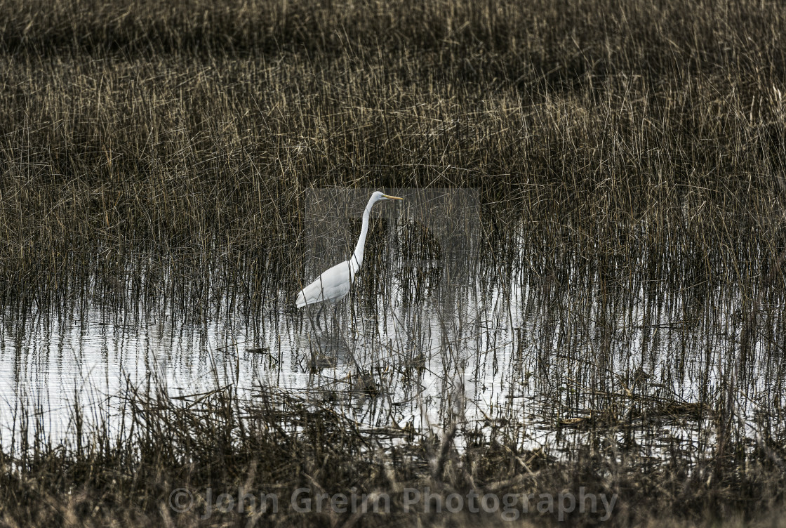 "Egret hunting for food" stock image