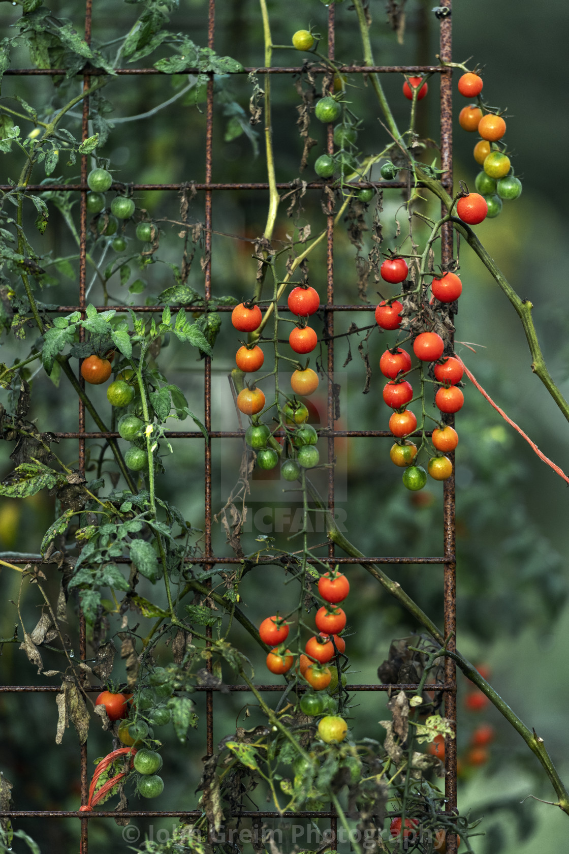 "Cherry tomatoes growing in garden" stock image