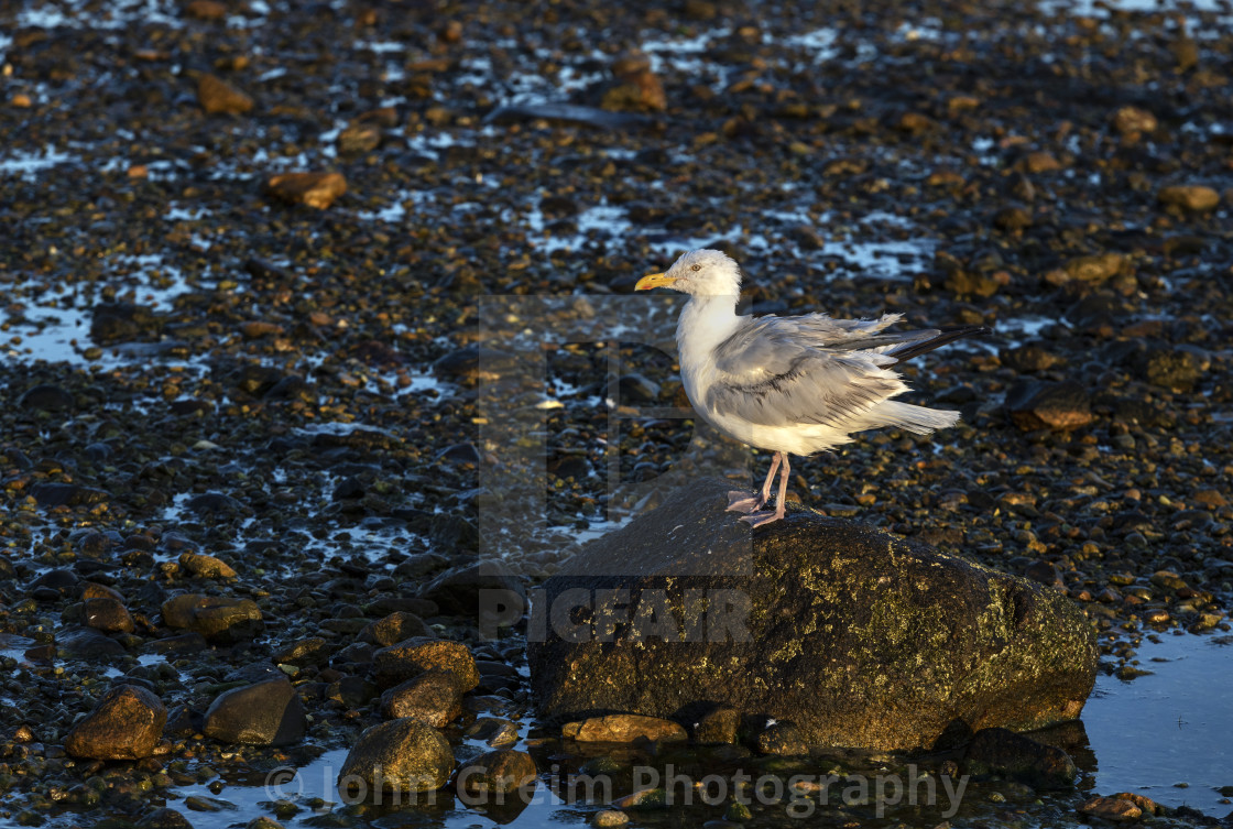 "Seagull perched on a rock" stock image