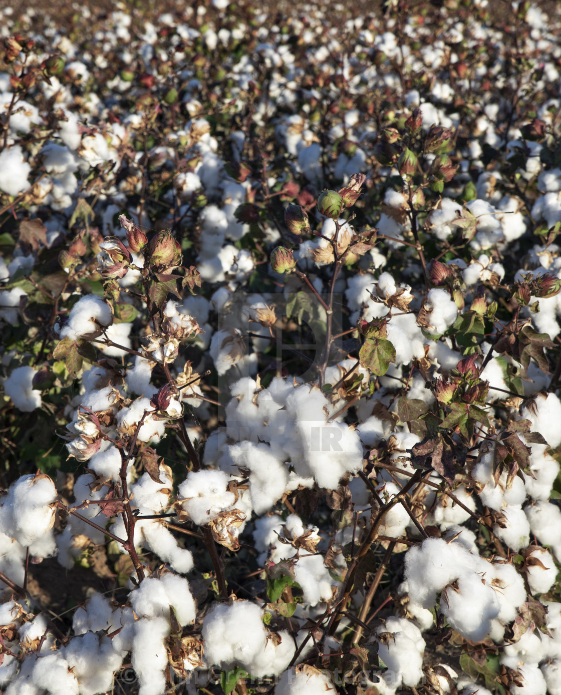 "Cotton field in Arizona." stock image