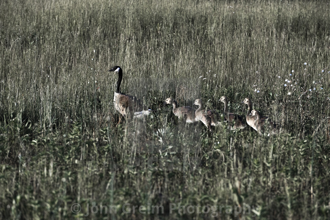 "Mother goose with gaggle of chicks" stock image