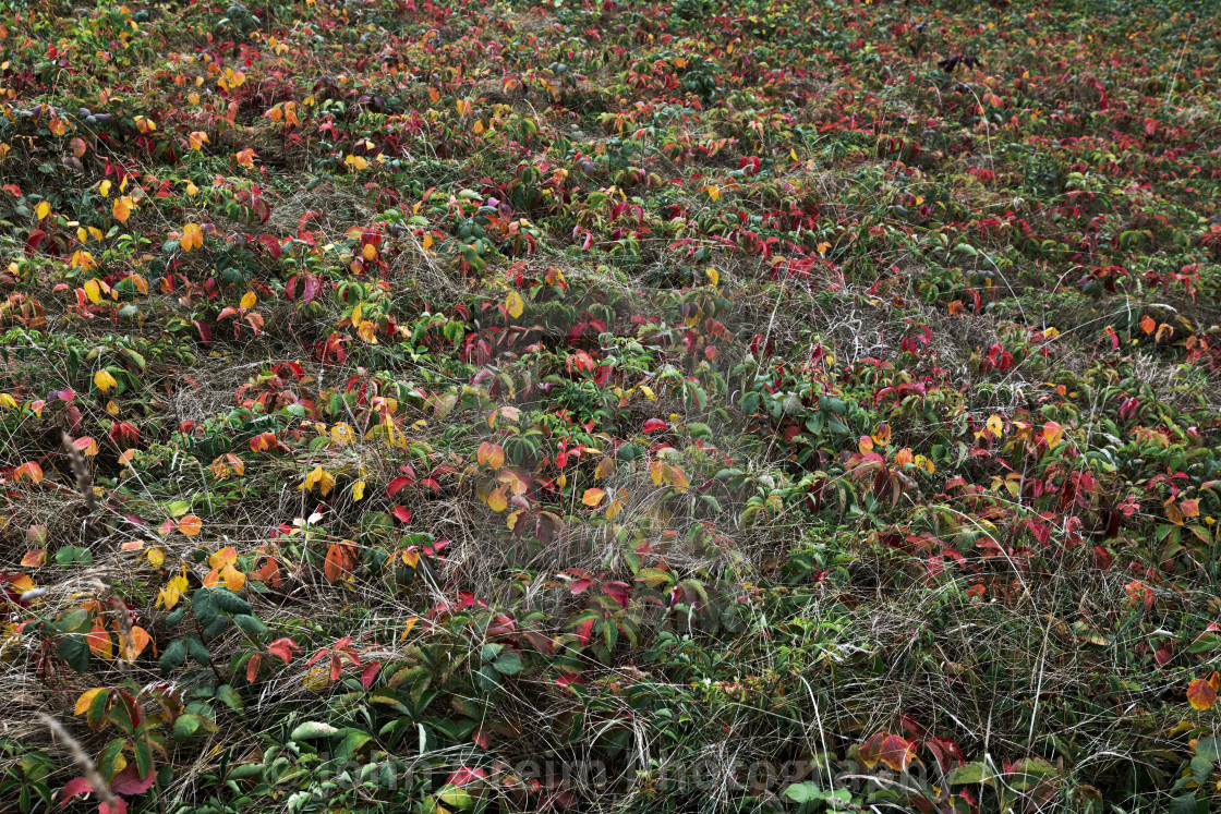 "Colorful autumn ground cover" stock image