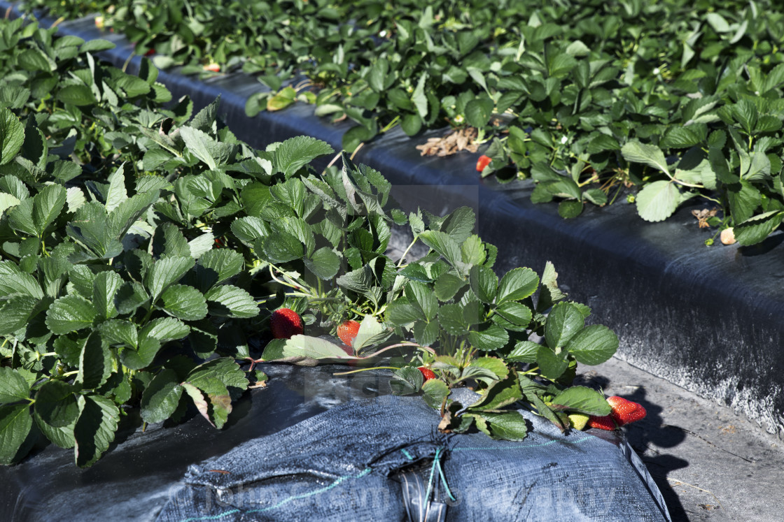 "Strawberry fields ready for harvest." stock image