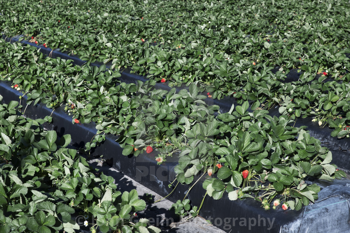 "Strawberry fields ready for harvest." stock image