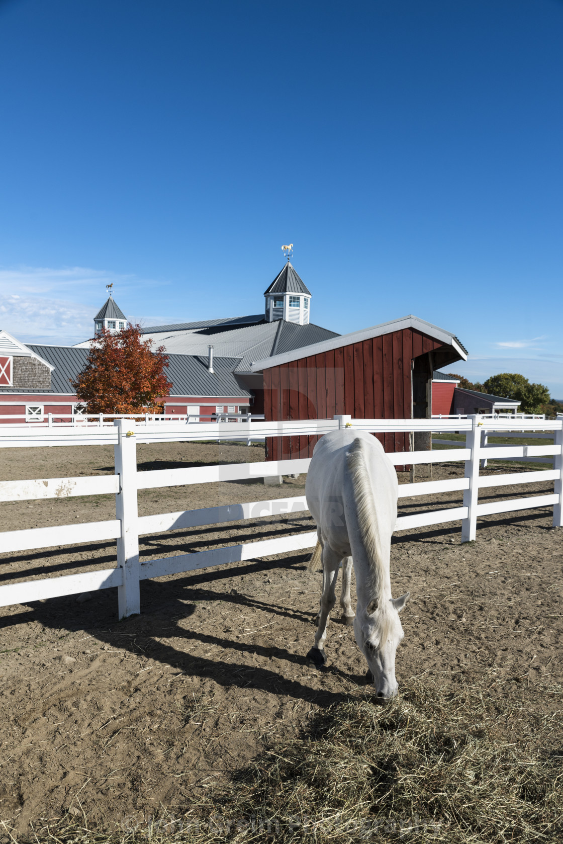 "Horse feeding at dressage training center" stock image