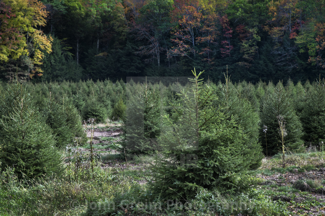 "Christmas tree farm." stock image