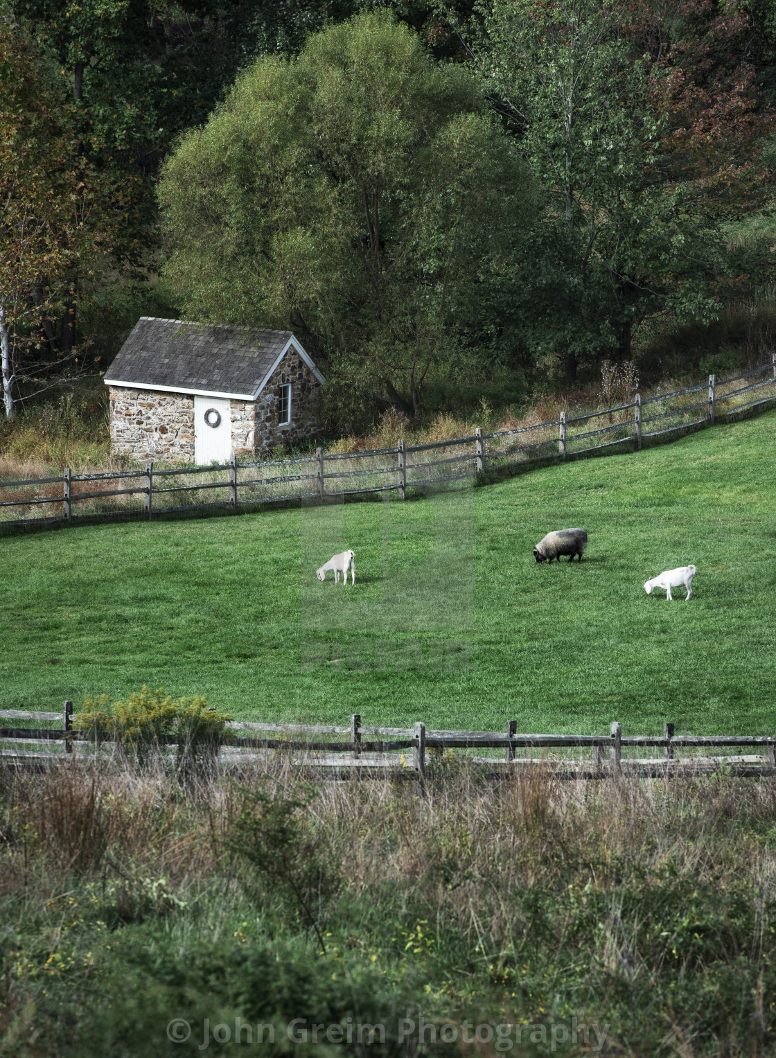 "Farm animal grazing in lush green pasture." stock image