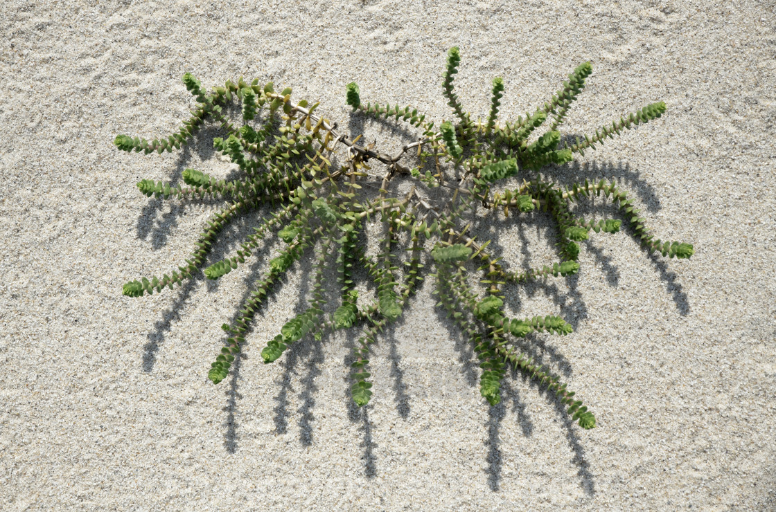 "Honckenya peploides or sea sandwort plant" stock image