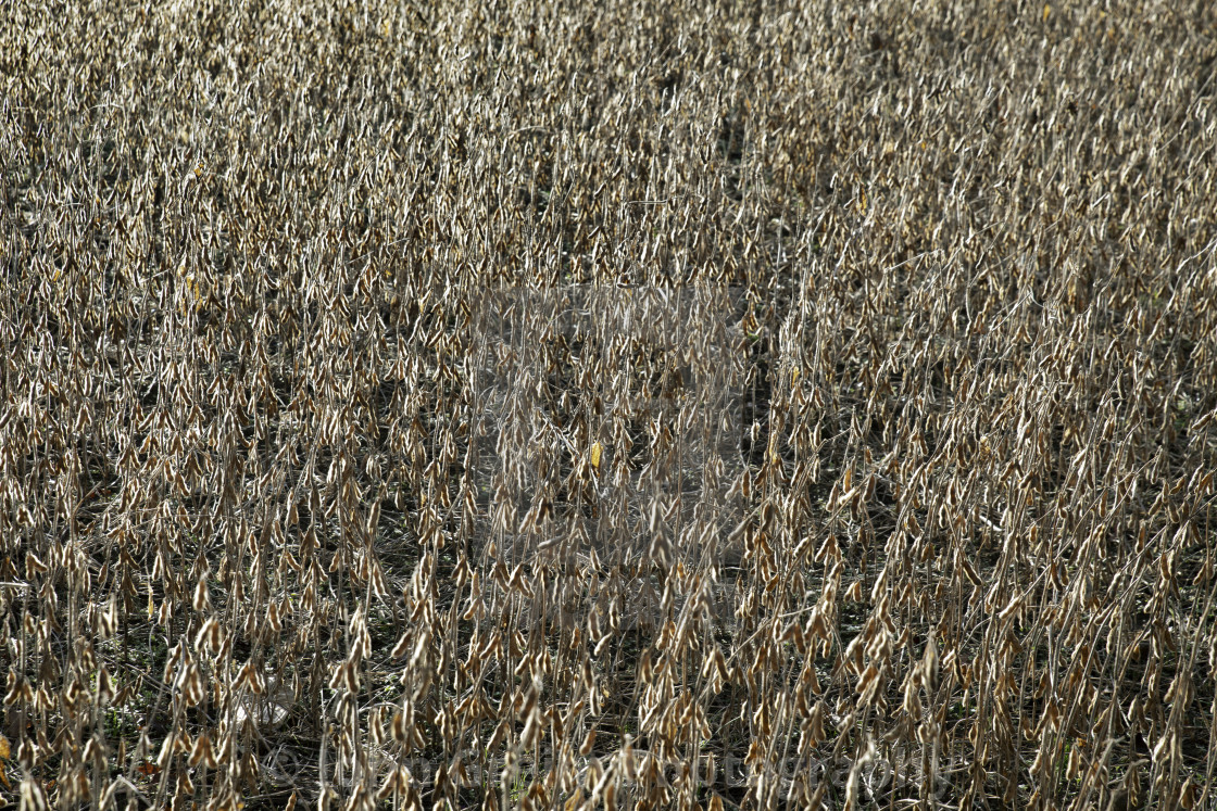 "Soybean crop detail" stock image