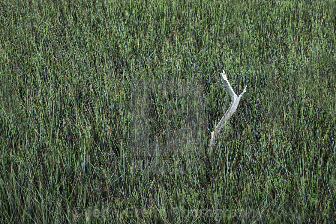 "Driftwood emerges from a bed of marsh grass" stock image