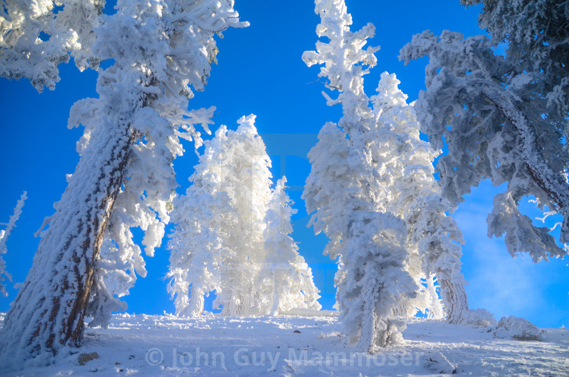 "SNOW COATED TREES" stock image