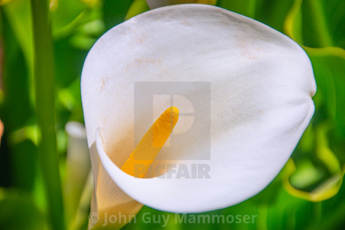 "Some kind of flower thing!!!" stock image