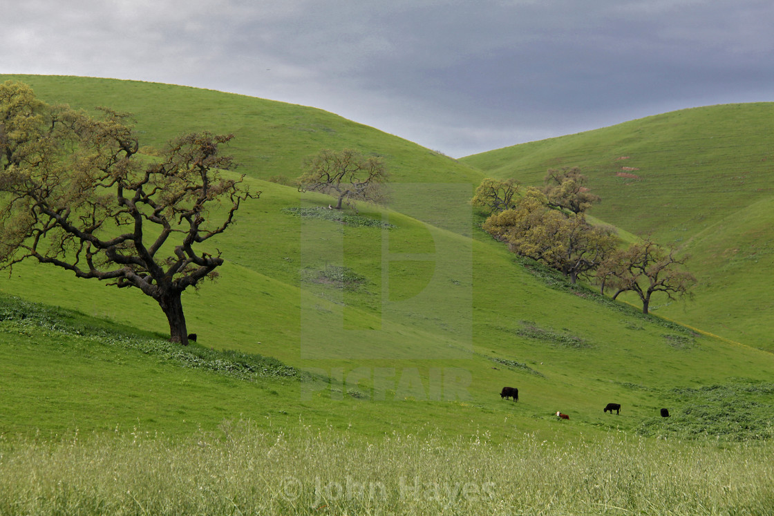 "Pasture, central California" stock image