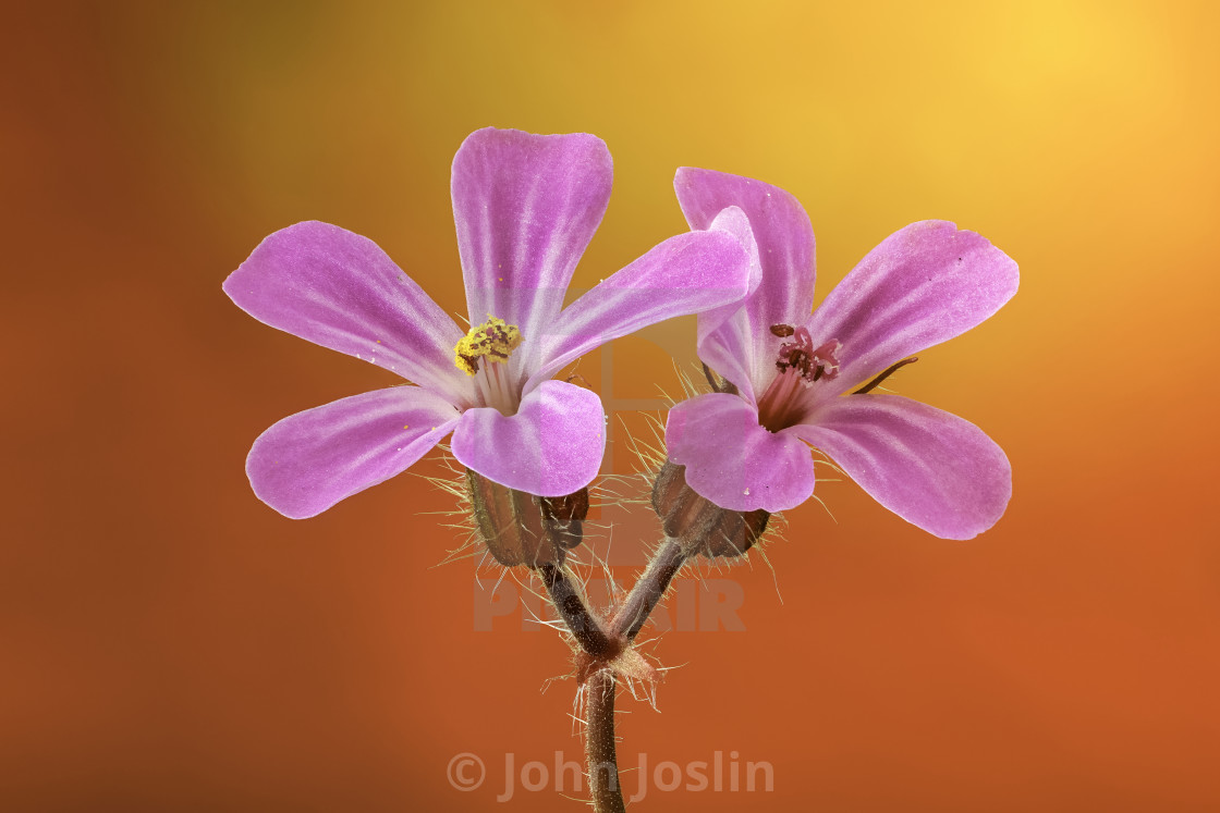 "Herb Robert" by John Joslin - $38.84 "Herb Robert" stock image