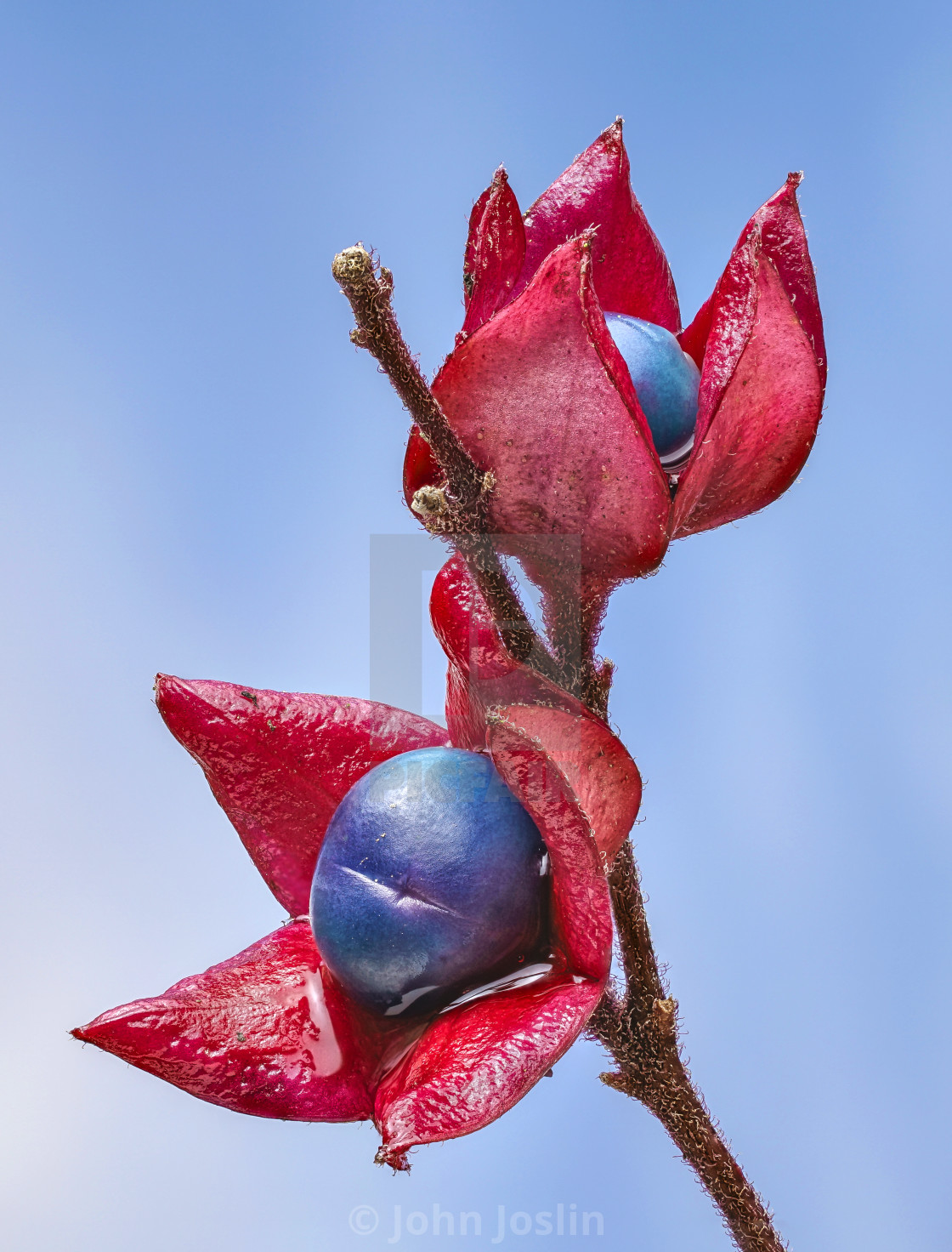 "Harlequin glorybower" by John Joslin - $38.84 "Harlequin glorybower" stock image