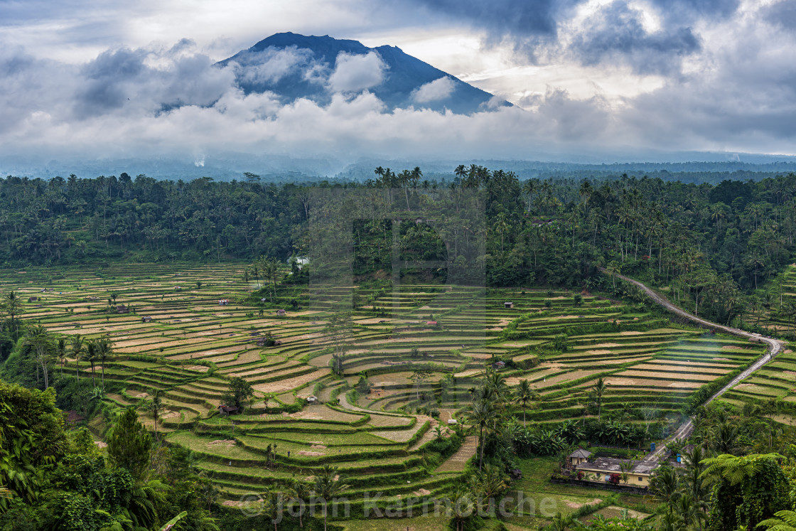 "Central Bali Rice Terraces" stock image