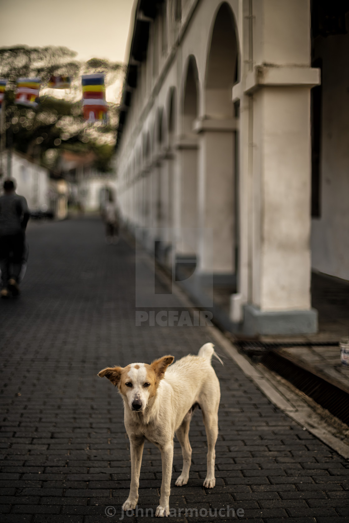 "Galle Fort Dog Portrait" stock image