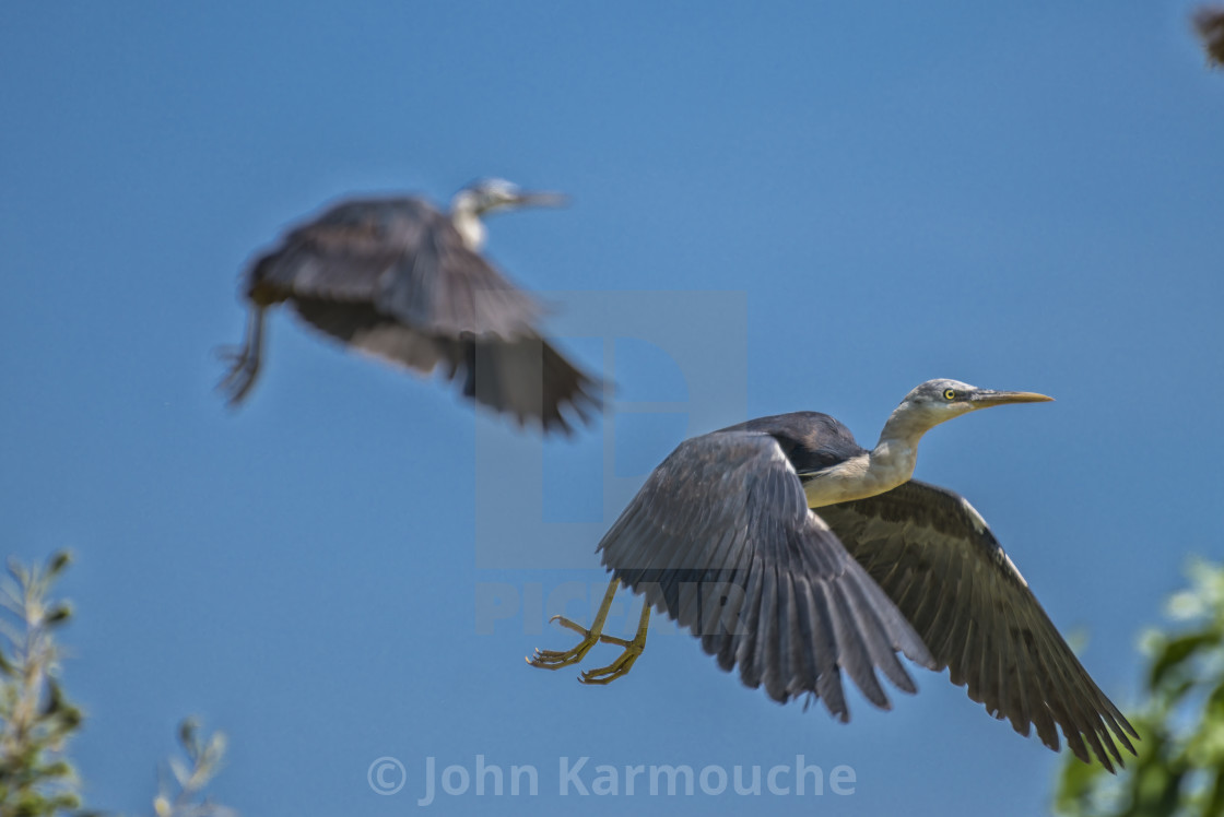 "White Necked Heron in Flight" stock image