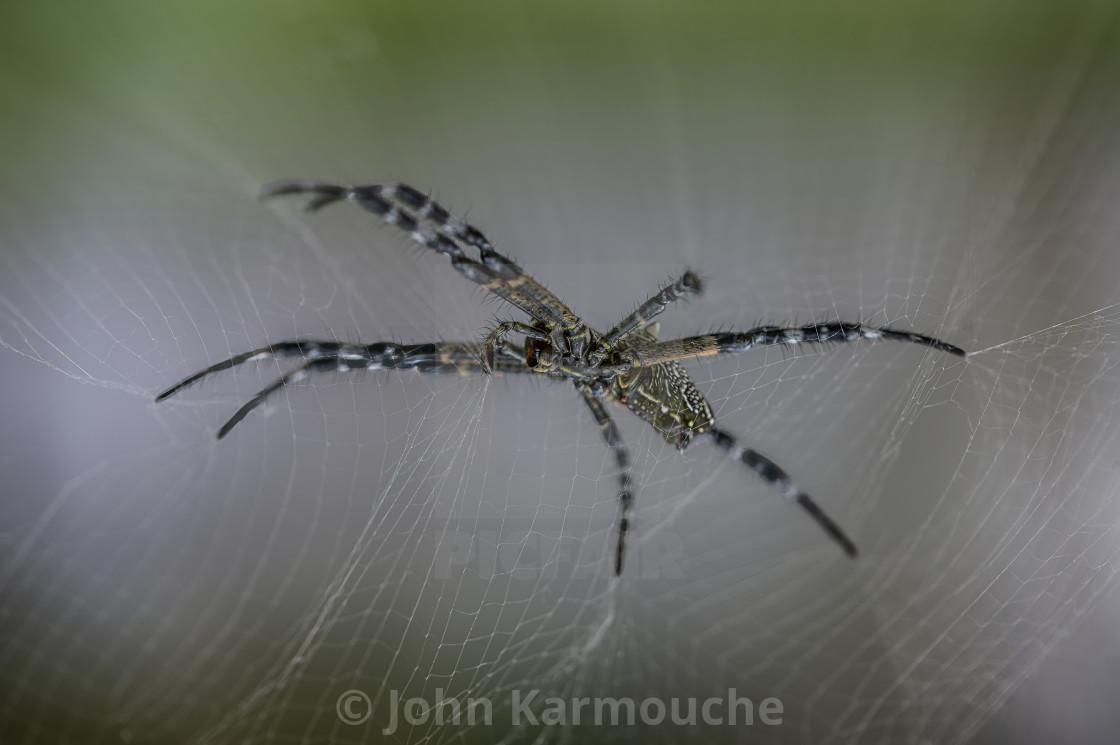 "Large Spider in its web" stock image