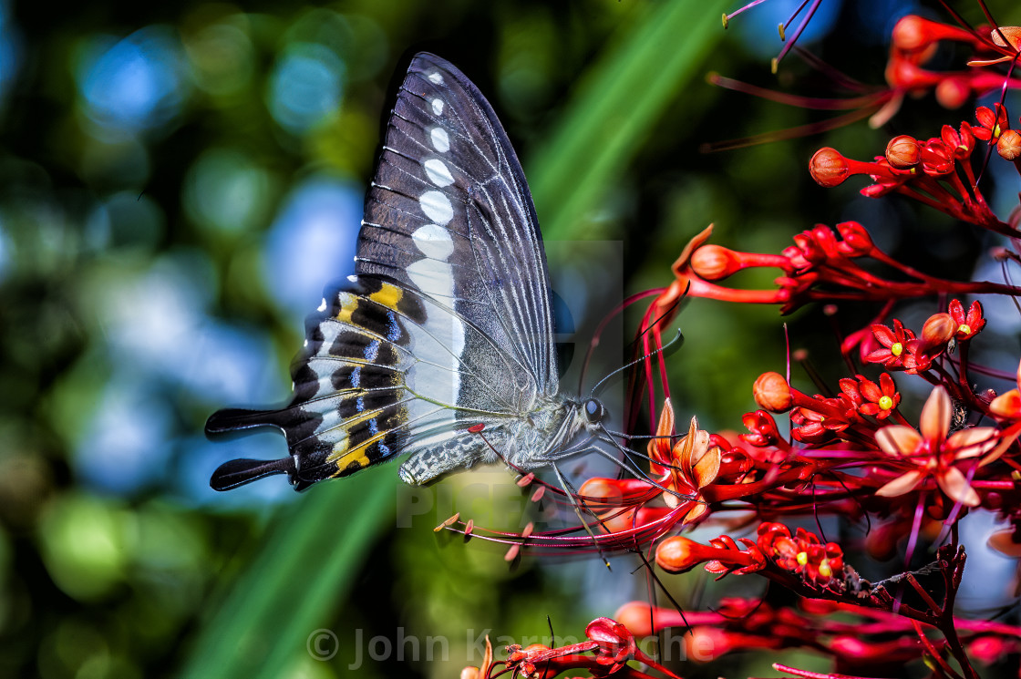 "Butterfly on Red Flowers" stock image