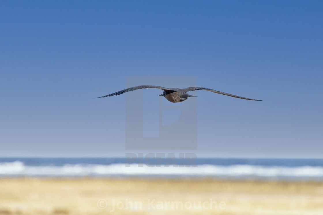 "Soaring Above the Waves" stock image