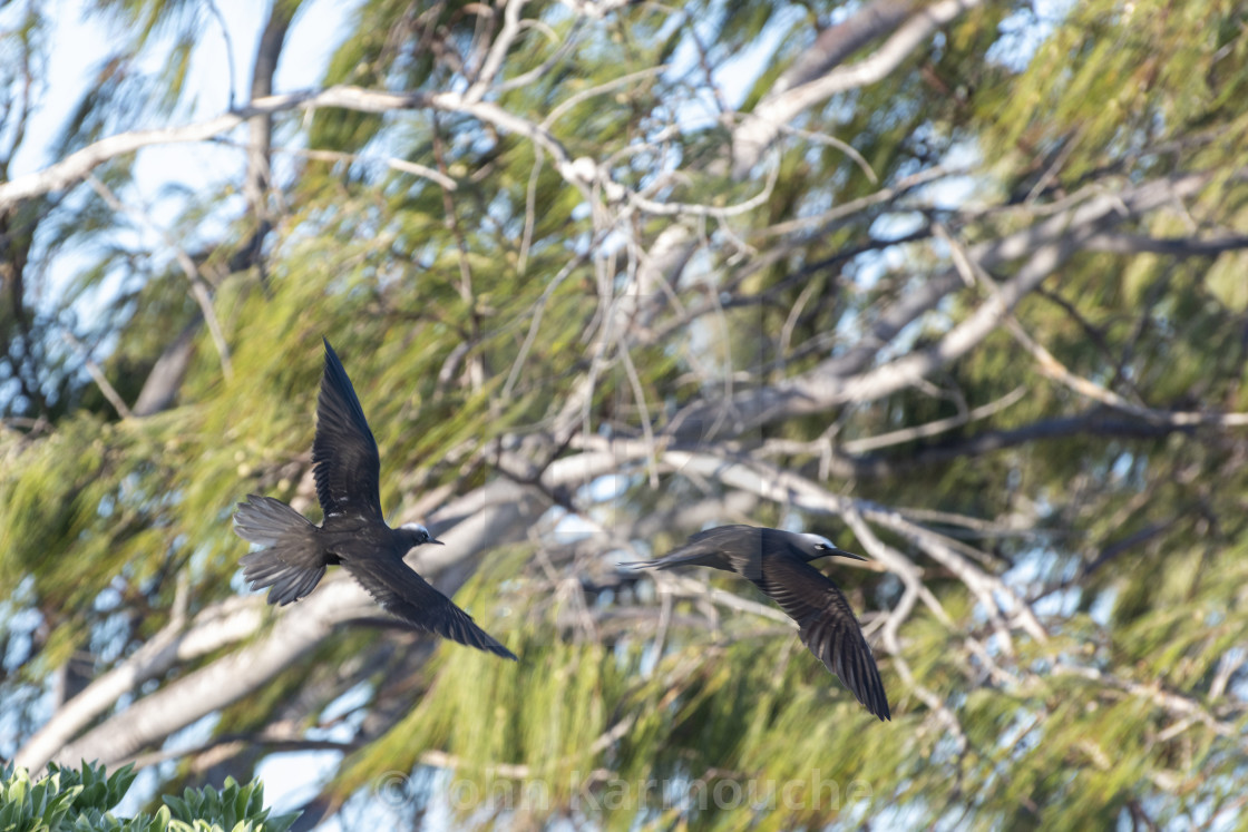 "Black Noddy's in Flight" stock image