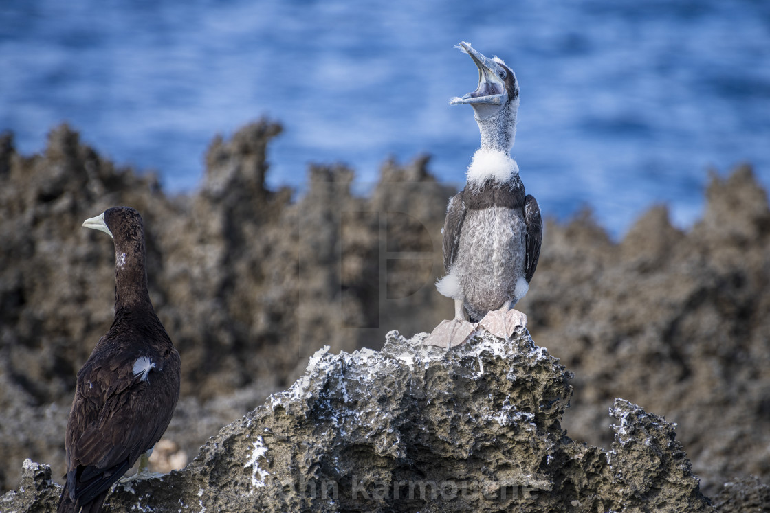 "Brown Booby Chick" stock image